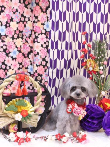 20250115べにちゃん